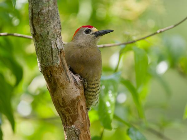 <h3><a href="/trips/costa-rica/biota/animalia/chordata/aves/039 piciformes/009 picidae/melanerpes hoffmannii/melanerpes hoffmannii-nl.html">Melanerpes&nbsp;hoffmannii</a> / Hoffmann's&nbsp;woodpecker / Hoffmanns&nbsp;specht</h3>OM-1 Mark II met OLYMPUS M.150-400mm F4.5, 1/2000 sec  bij F4.5, ISO 1250, afstand 5.88&nbsp;m